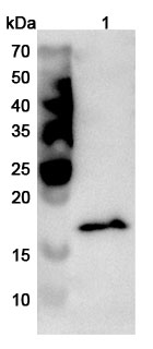 Anti-Human GMFG Polyclonal Antibody binds to Recombinant Human GMFG Protein, N-His-SUMO in WB Assay