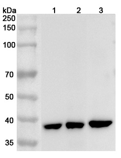 Anti-Human GNAO1 Polyclonal Antibody binds to Recombinant Human GNAO1 Protein, N-His in WB Assay