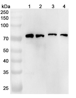Anti-Human GPR37 Polyclonal Antibody binds to Recombinant Human GPR37 Protein, N-GST & C-His in WB Assay