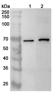 Anti-Human GPS1 Polyclonal Antibody binds to Human GPS1 Recombinant Protein, N-His in WB Assay