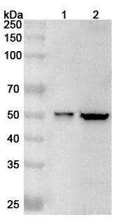 Anti-Human GSDMD Polyclonal Antibody binds to Recombinant Human GSDMD, N-His in WB Assay