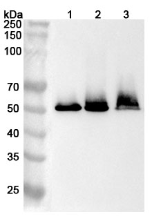 Anti-Human GSR Polyclonal Antibody binds to Recombinant Human GSR Protein, N-His in WB Assay