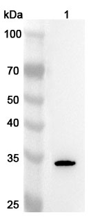 Anti-Human GSTO2 Polyclonal Antibody binds to Recombinant Human GSTO2 Protein, N-His in WB Assay