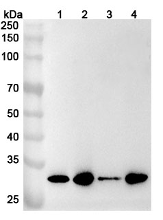 Anti-Human GTF2F2 Polyclonal Antibody binds to Recombinant Human GTF2F2 Protein, N-His in WB Assay
