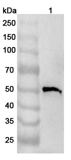 Anti-Human HEPACAM2 Polyclonal Antibody binds to Recombinant Human HEPACAM2 Protein, N-His in WB Assay