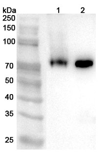 Anti-Human HERV-K6 Polyclonal Antibody in WB Assay
