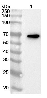 Anti-Human HEXIM1 Polyclonal Antibody binds to Human HEXIM1 Recombinant Protein, N-His in WB Assay