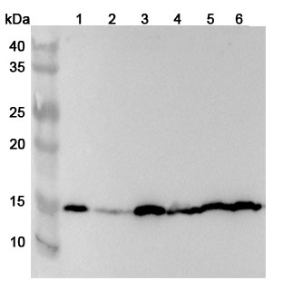 Anti-Human HINT1 Polyclonal Antibody binds to Recombinant Human HINT1 Protein, N-His in WB Assay