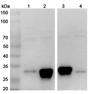 Anti-Human HLA-DR10 Polyclonal Antibody binds to Recombinant Human HLA-DR10 Protein, N-His in WB Assay