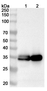 Anti-Human HLA-DRA Polyclonal Antibody binds to Recombinant Human HLA-DRA, N-His in WB Assay