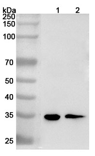 Anti-Human HMG20B Polyclonal Antibody binds to Recombinant Human HMG20B Protein, N-His-SUMO in WB Assay