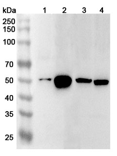 Anti-Human HNRNPH1 Polyclonal Antibody binds to Human HNRNPH1 Recombinant Protein, N-His in WB Assay