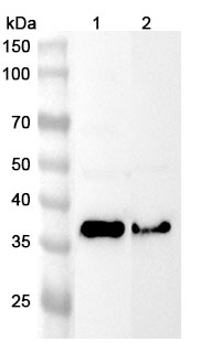 Anti-Human HSD17B2 Polyclonal Antibody binds to Human HSD17B2 Recombinant Protein, N-His in WB Assay
