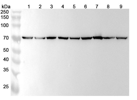 Anti-Human HSPA9/Mortalin/GRP75 Antibody (SAA0812) binds to Recombinant Human HSPA9, N-His in WB Assay
