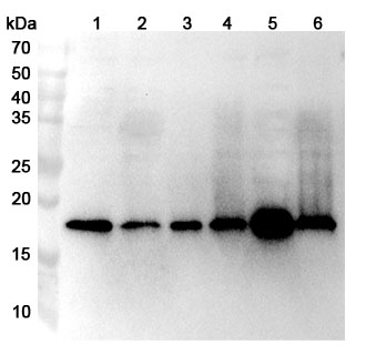Anti-Human HSPB11 Polyclonal Antibody binds to Human HSPB11 Recombinant Protein, N-His in WB Assay