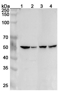 Anti-Human HTR2A Polyclonal Antibody binds to Recombinant Human HTR2A Protein, N-His in WB Assay