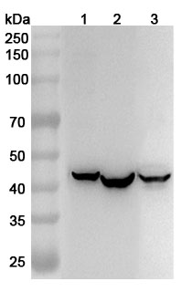 Anti-Human IDH3B Polyclonal Antibody binds to Recombinant Human IDH3B Protein, N-His in WB Assay