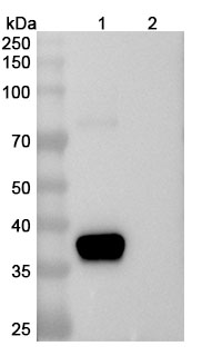 Anti-Human IGF1 Antibody (SAA0432) binds to Human IGF1 recombinant protein in WB Assay
