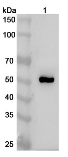 Anti-Human IgG4 Polyclonal Antibody in WB Assay