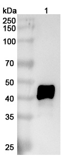 Anti-Human IL11RA Monoclonal Antibody (X209) binds to Mouse IL11RA Recombinant Protein, C-His in WB Assay