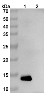 Anti-Human IL13 Antibody (SAA0382) binds to Mouse IL13 recombinant protein in WB Assay