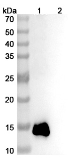 Anti-Human IL13 Antibody (SAA0383) binds to Mouse IL13 recombinant protein in WB Assay