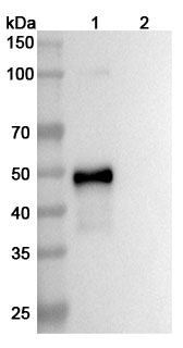 Anti-Human IL23A Antibody (SAA0392)