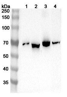 Anti-Human ISYNA1 Polyclonal Antibody binds to Recombinant Human ISYNA1 Protein, N-His in WB Assay