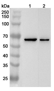 Anti-Human KCNH2/ERG1 Polyclonal Antibody binds to Human KCNH2/ERG1 Recombinant Protein, N-His in WB Assay