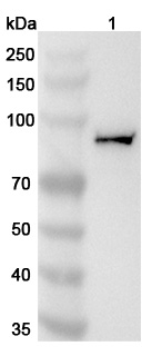 Anti-Human KIF2C Polyclonal Antibody binds to Recombinant Human KIF2C Protein, N-His in WB Assay