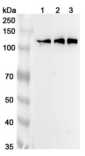 Anti-Human KIF5C Polyclonal Antibody binds to Recombinant Human KIF5C Protein, N-His in WB Assay
