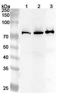 Anti-Human KLC2 Polyclonal Antibody binds to Recombinant Human KLC2 Protein, N-His in WB Assay