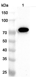 Anti-Human KLHL3 Polyclonal Antibody binds to Recombinant Human KLHL3 Protein, N-His in WB Assay