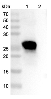 Anti-Human KLK5 Antibody (SAA0868) binds to Recombinant Mouse KLK5 Protein, N-His in WB Assay