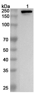 Anti-Human LAMA4 Polyclonal Antibody binds to Recombinant Human LAMA4 Protein, N-His in WB Assay