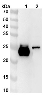 Anti-Human Lambda light chain Polyclonal Antibody binds to Human Lambda light chain recombinant protein in WB Assay