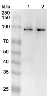 Anti-Human LARS2 Polyclonal Antibody binds to Recombinant Human LARS2 Protein, N-His in WB Assay