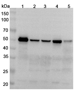 Anti-Human LEF1 Polyclonal Antibody binds to Recombinant Human LEF1, N-His in WB Assay