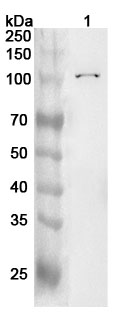 Anti-Human LGR4 Polyclonal Antibody binds to Human LGR4 recombinant protein in WB Assay