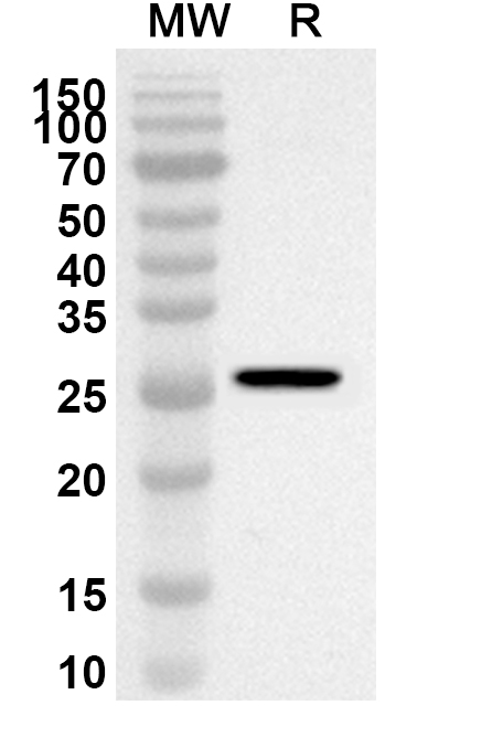Anti-Human LIN28A Polyclonal Antibody binds to Human LIN28A Recombinant Protein, N-His in WB Assay