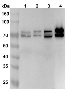 Anti-Human LMNA Polyclonal Antibody binds to Human LMNA Recombinant Protein, N-His in WB Assay