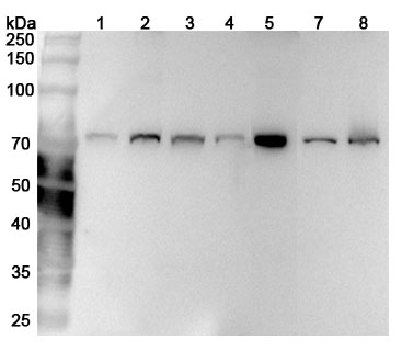 Anti-Human LMNB1 Polyclonal Antibody binds to LMNB1, N-His, recombinant protein in WB Assay