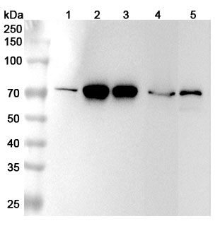 Anti-Human LMNB2 Polyclonal Antibody binds to Human LMNB2 Recombinant Protein, N-His in WB Assay
