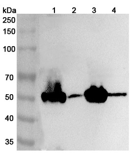 Anti-Human LMOD3 Polyclonal Antibody binds to Human LMOD3 Recombinant Protein, N-His in WB Assay