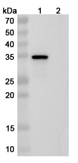 Anti-Human LRG1 Antibody (ABS1825) binds to LRG1, N-His, recombinant protein in WB Assay