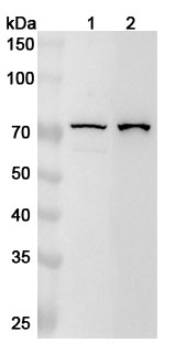 Anti-Human LTA4H Polyclonal Antibody binds to Recombinant Human LTA4H Protein, N-His in WB Assay