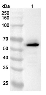 Anti-Human LUC7L3 Polyclonal Antibody binds to Recombinant Human LUC7L3 Protein, N-His in WB Assay