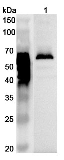 Anti-Human LYVE1 Polyclonal Antibody binds to Human LYVE1 Recombinant Protein, N-His in WB Assay