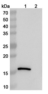 Anti-Human LYZ VHH (SAA1157) in WB Assay