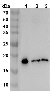 Anti-Human MAFK Polyclonal Antibody binds to Recombinant Human MAFK Protein, N-His in WB Assay
